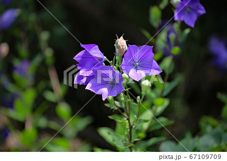 キキョウ 67109709