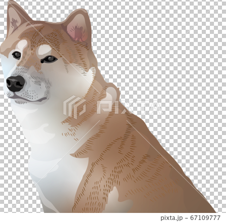 Shiba Inu 67109777