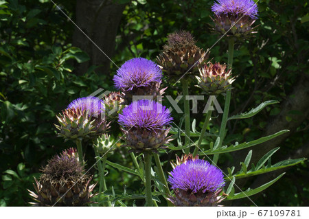 初夏に綺麗な花を咲かせるアーティチョークの写真素材