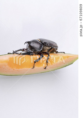 【カブトムシのオス】 【カブトムシのオス】 67109809