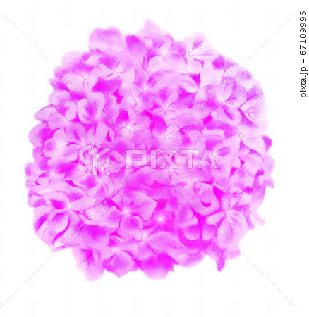 紫陽花02　ピンク　切り抜き 67109996