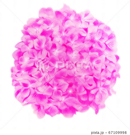 紫陽花02　桃　切り抜き 67109998