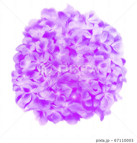 紫陽花02　紫　切り抜き 67110003