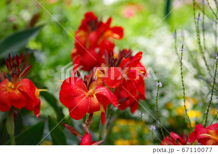 カンナの花の写真素材