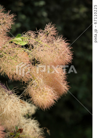 スモークツリー 67110225