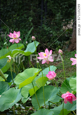 ハスの花 67110299