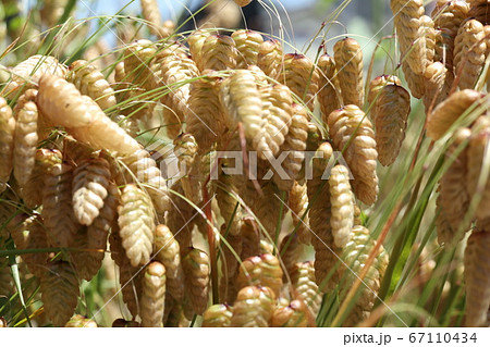 コバンソウ 67110434