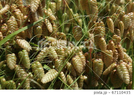 コバンソウ 67110435