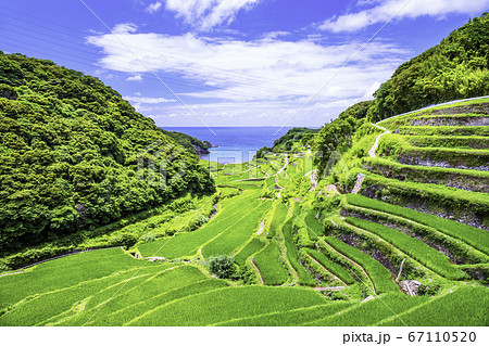 夏の緑が美しい浜野浦の棚田(佐賀県玄海町) 夏の緑が美しい浜野浦の棚田(佐賀県玄海町) 67110520