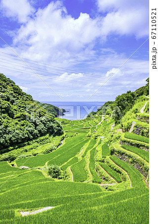 夏の緑が美しい浜野浦の棚田 佐賀県玄海町 の写真素材