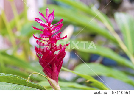 Beautiful blossom red ginger flower with water 67110661