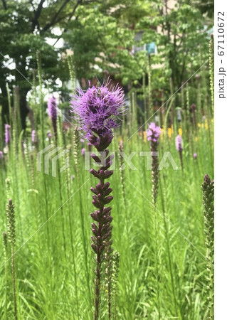 キク科 リアトリス 花の写真素材