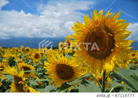 ひまわり畑 67110777