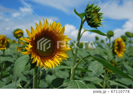 ひまわり畑 67110778