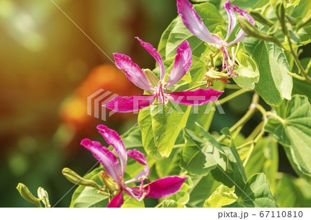 Pink Bauhinia flower blooming, Closeup Purple 67110810