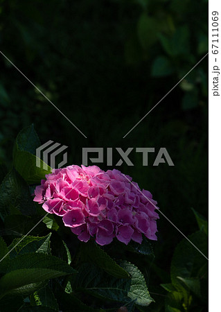 梅雨の晴れ間の紫陽花、優しいピンク色の「ブルーシーアン」 梅雨の晴れ間の紫陽花、優しいピンク色の「ブルーシーアン」 67111069