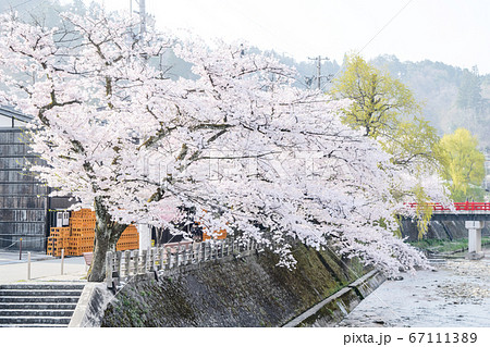 岐阜県 高山市 赤い欄干の中橋 春 岐阜県 高山市 赤い欄干の中橋 春 67111389