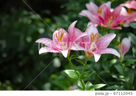 ゆりの花 ゆりの花 67112045