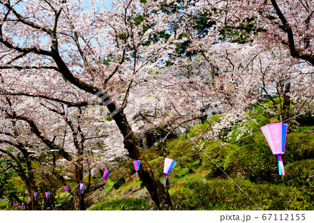 小田原城の春　さくらの風景 67112155