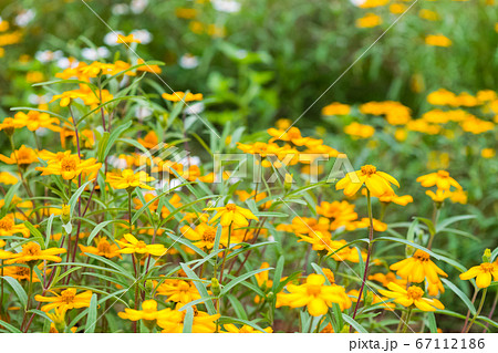 Spanish needle flowers in the garden Spanish needle flowers in the garden 67112186
