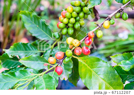 Coffee beans ripening on tree 67112207