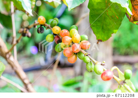 Coffee beans ripening on tree 67112208