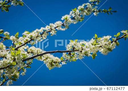 White cherry blossom over blue sky White cherry blossom over blue sky 67112477