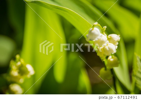 May lily of the valley May lily of the valley 67112491