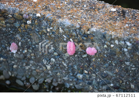 ジャンボタニシの卵 67112511