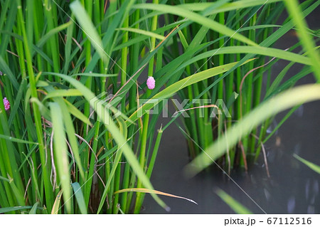 ジャンボタニシの卵 ジャンボタニシの卵 67112516