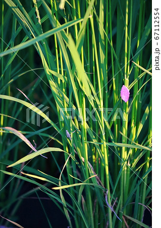 ジャンボタニシの卵 67112554