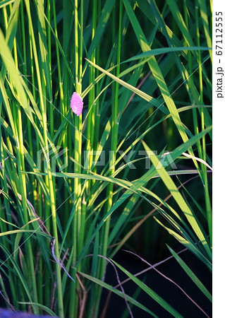 ジャンボタニシの卵 67112555