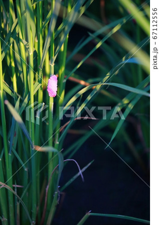 ジャンボタニシの卵 ジャンボタニシの卵 67112556