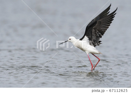 羽ばたくセイタカシギ 羽ばたくセイタカシギ 67112625