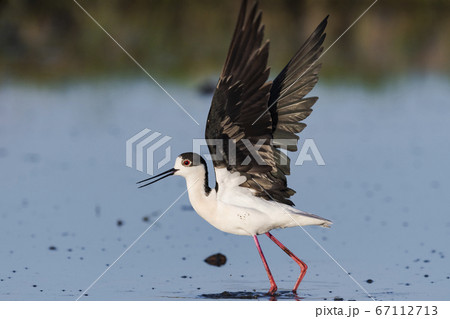 羽ばたくセイタカシギ雄成鳥 羽ばたくセイタカシギ雄成鳥 67112713