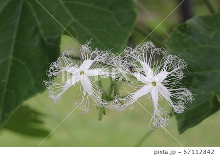 ヘビウリの花 67112842