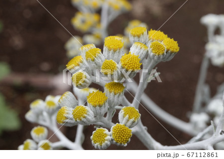 つぼみのシロタエギクの花の写真素材