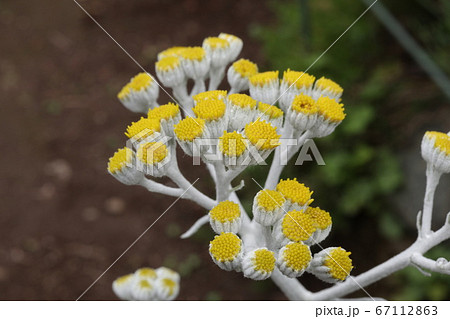 つぼみのシロタエギクの花 67112863