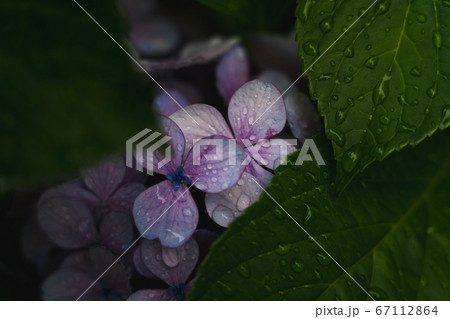 恥じらいの紫陽花 恥じらいの紫陽花 67112864