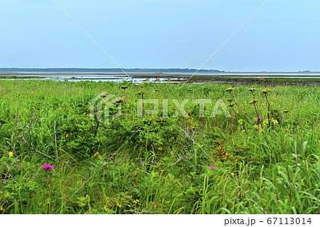 野付半島のトドワラ遊歩道から花咲く草原と干潟にエゾシカ 野付半島のトドワラ遊歩道から花咲く草原と干潟にエゾシカ 67113014