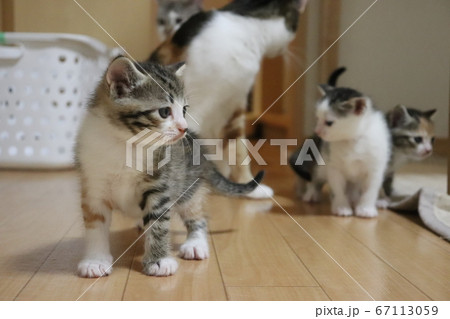 子猫の進出 67113059