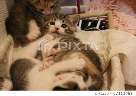 ふとカメラ目線になる子猫 67113063