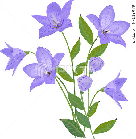 桔梗のイラスト素材