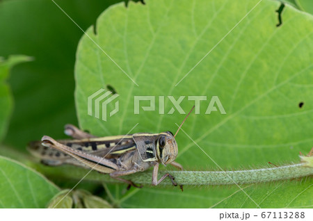 ツチイナゴ 67113288