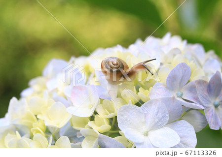 カタツムリと紫陽花8050 カタツムリと紫陽花8050 67113326
