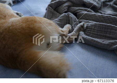 豆柴 67113376