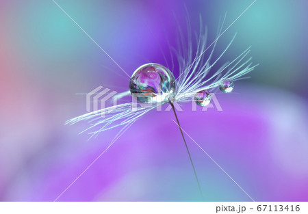 Beautiful Nature Background.Floral Art Design.Abstract Macro Photography.Pastel Flower.Dandelion Flowers.Violet Background.Creative Artistic Wallpaper.Wedding Invitation.Celebration,love.Water Drops. 67113416