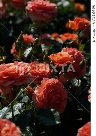 満開の薔薇 杏奈の写真素材