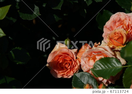 満開の薔薇 杏奈の写真素材