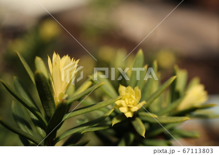 キンキャラの新葉 キンキャラの新葉 67113803